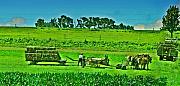 Bill Cannon - Amish Gathering Hay