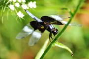 Bill Cannon - Back in Black - Black Dragonfly
