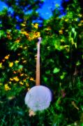 Bill Cannon - Banjo in the Weeds - Backwoods Music