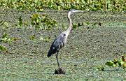 Bill Cannon - Big Blue Heron