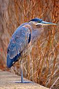 Bill Cannon - Blue Heron