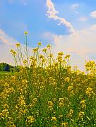 Bill Cannon - Blue Sky Yellow Flowers