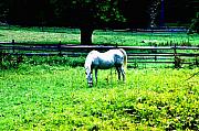 Bill Cannon - Chestnut Hill Horse