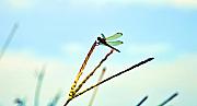 Bill Cannon - Dragon Fly