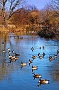 Bill Cannon - Duck Duck Goose Goose