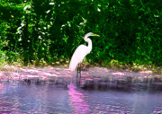 Bill Cannon - Egret Who has Nothing to regret