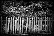 Bill Cannon - Flower Behind the Fence