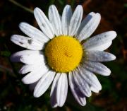 Bill Cannon - Flower Power