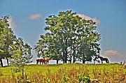 Bill Cannon - Horses on a Hill