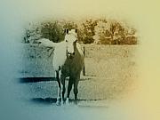 Bill Cannon - In the Meadow