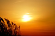 Bill Cannon - Maryland Sunset