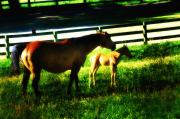 Bill Cannon - Mother and Foal