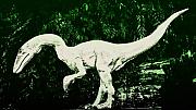 Bill Cannon - Raptor