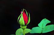 Bill Cannon - Rosebud