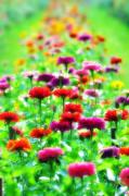 Bill Cannon - Sea of Flowers