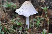 Bill Cannon - Shroom