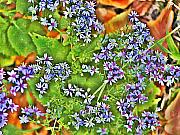 Bill Cannon - Spring