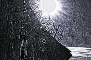 Bill Cannon - Sun over Barbed Wire