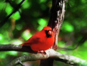 Bill Cannon - Tha Cardinal