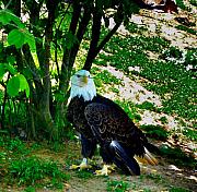 Bill Cannon - The Eagle has Landed