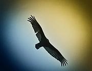 Bill Cannon - The Hawk