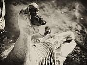 Bill Cannon - The Ugly Duckling