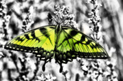 Bill Cannon - Tiger Swallowtail Butterfly in a Black and White World
