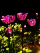 Bill Cannon - Tiptoe Through the Tulips