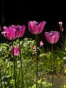 Bill Cannon - Tulips