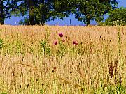Bill Cannon - Wheat Field