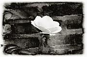 Bill Cannon - White Rose in black and white