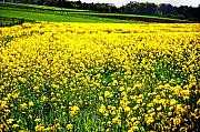 Bill Cannon - Yellow Field